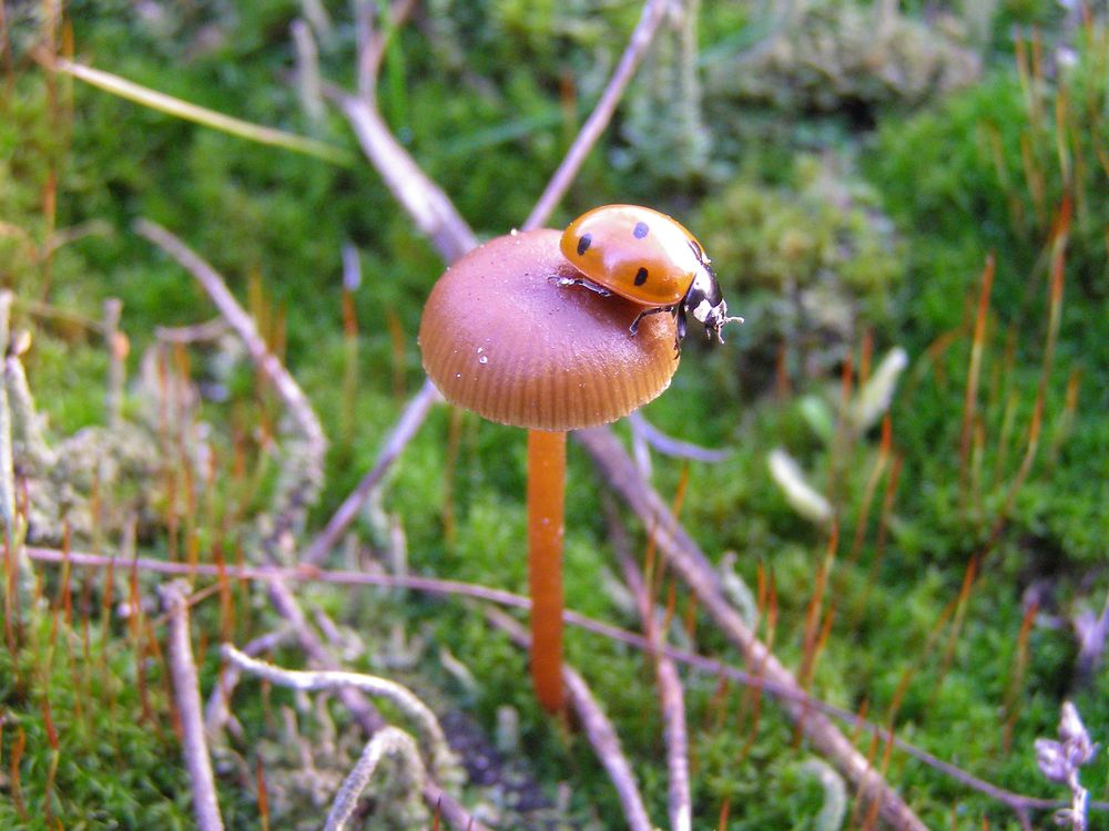 small world