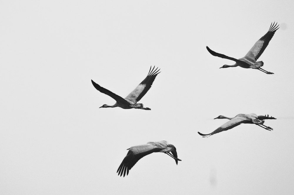 Серые журавли