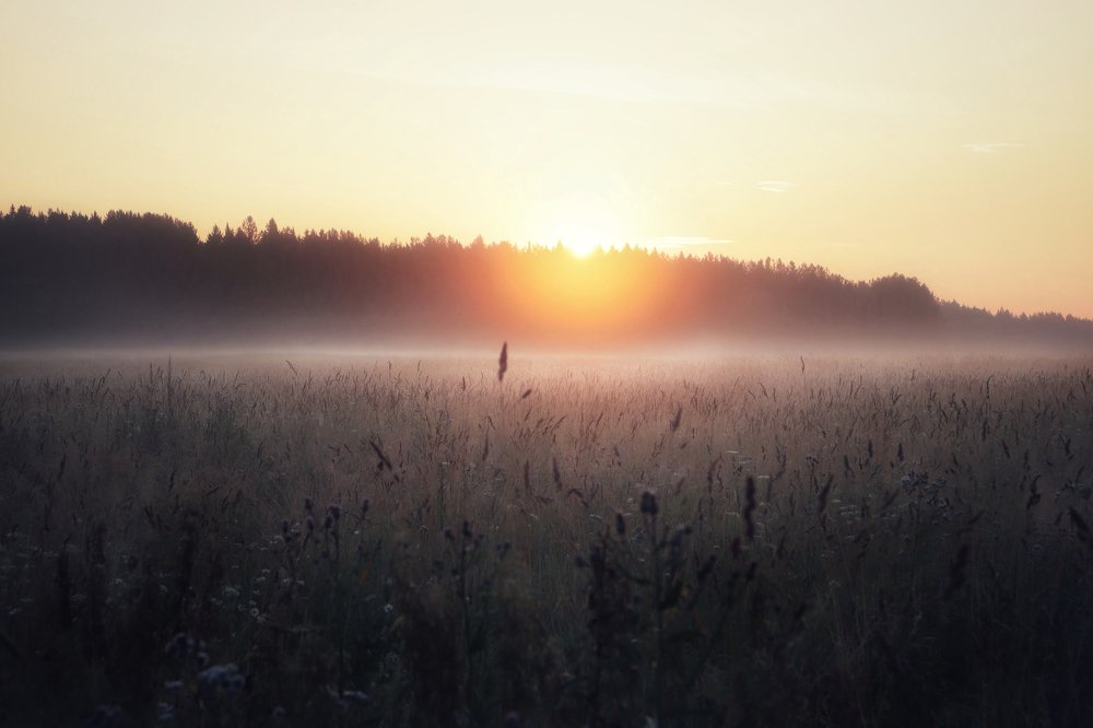 Туман на рассвете