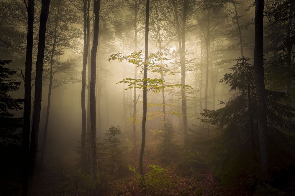 Photograph by Eddie Adamov