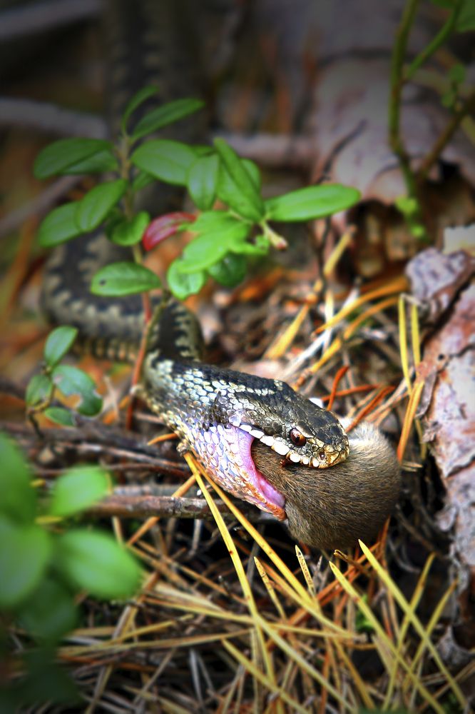 Удачная охота