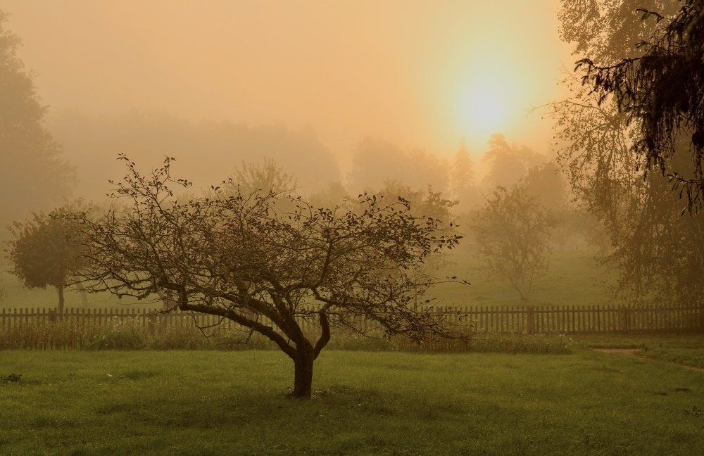 Туманный рассвет