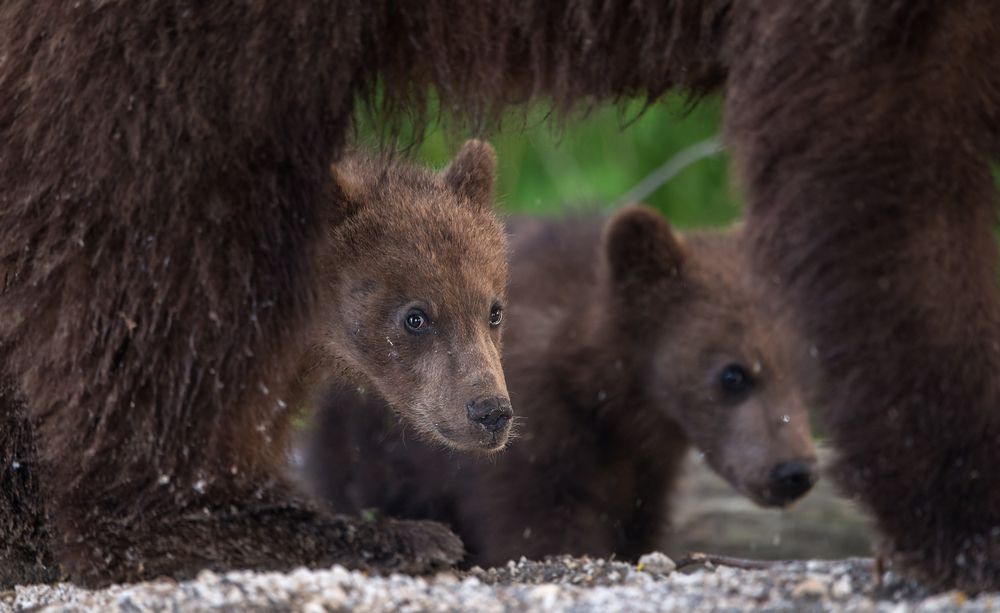 "А Я ТЕБЯ НЕ БОЮСЬ....Я С МАМОЙ ! "