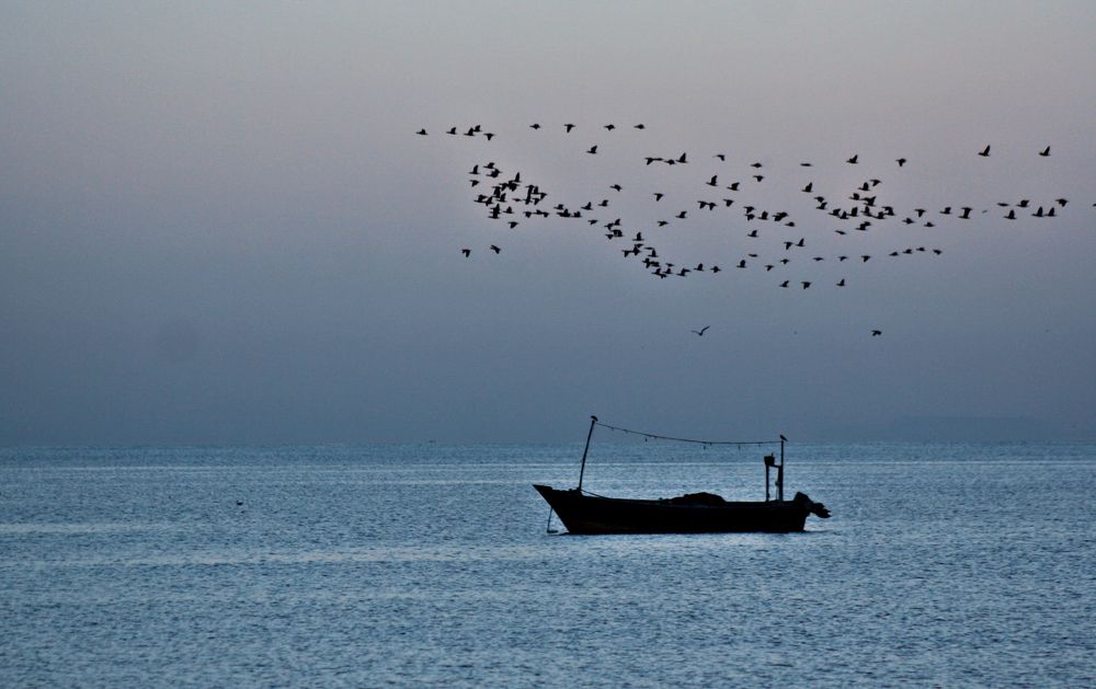 Birds always migrate country to country.