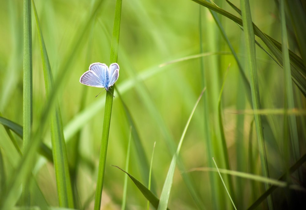 Blue butterfly