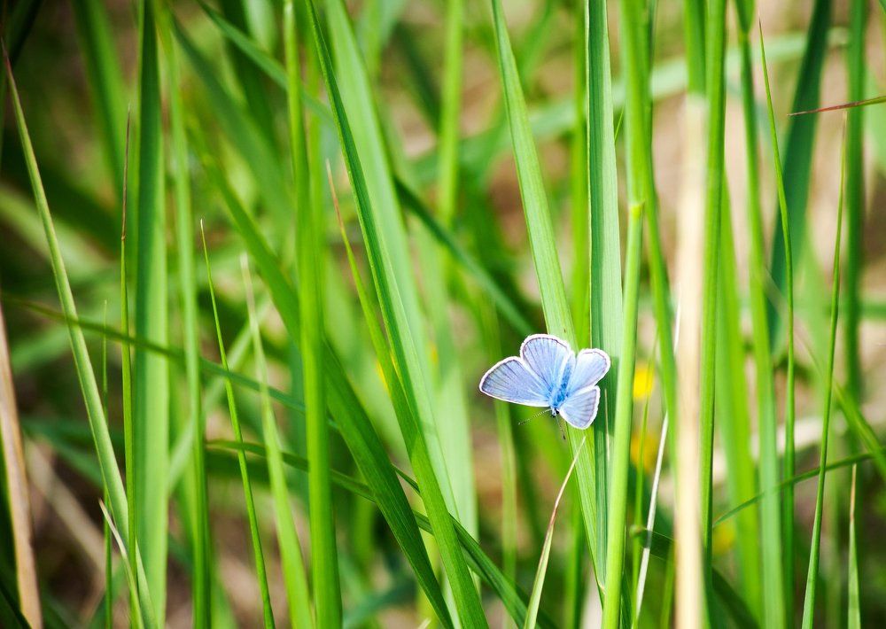 Blue butterfly on the grass