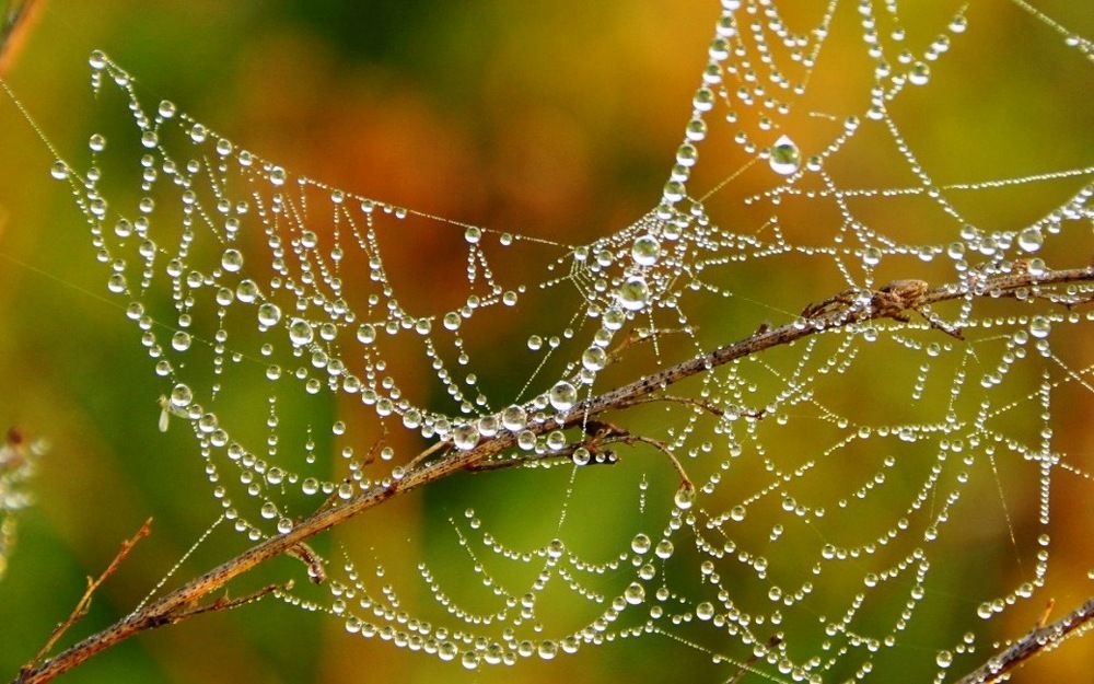 Утро в лесу