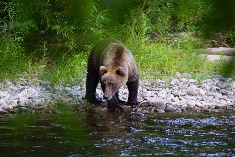 Сосед зашел на огонек