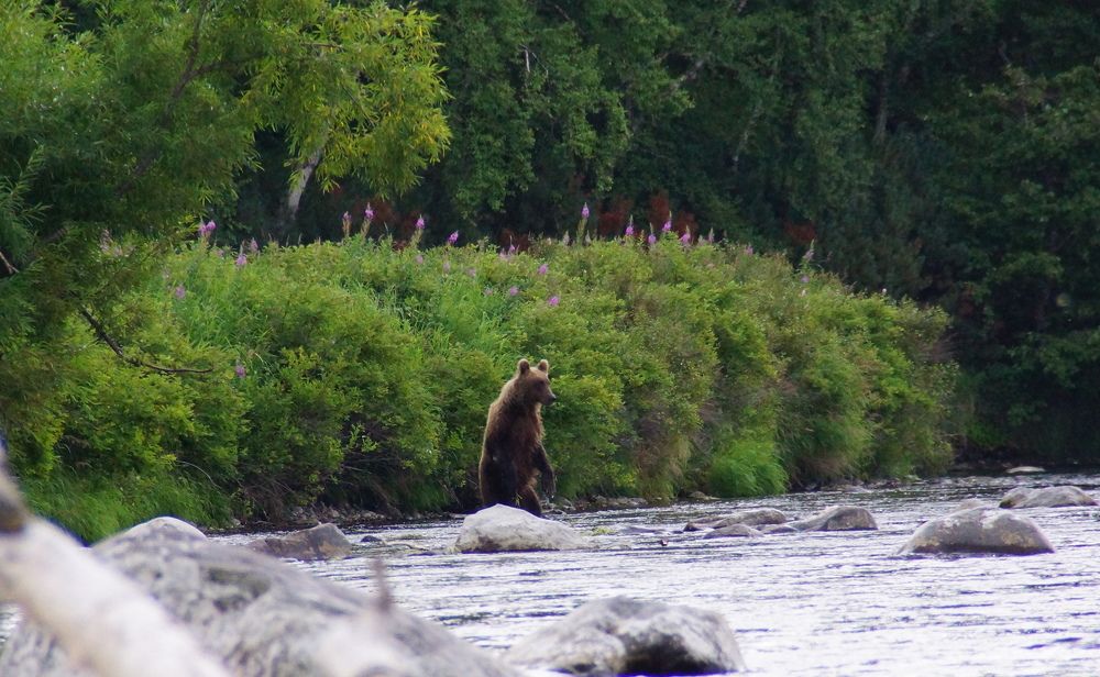 Регулировщик на реке, смотрит что бы соблюдали правила