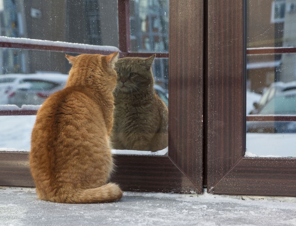 Девятая жизнь