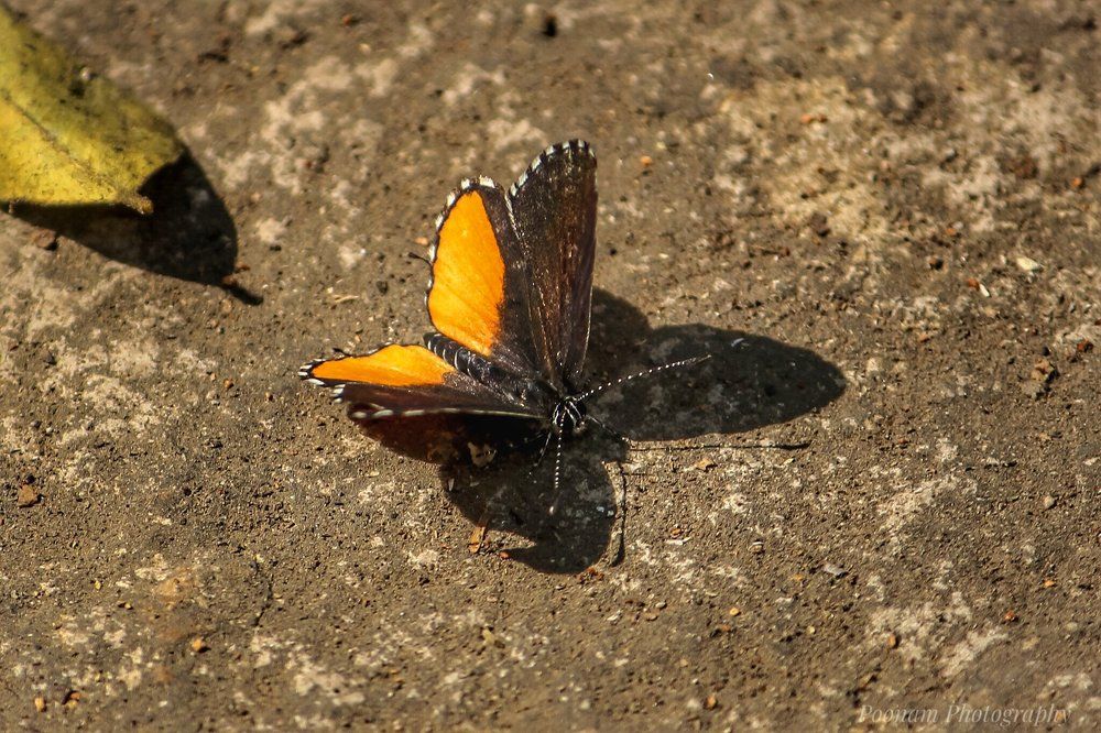 Hey....... look at my shadow , its so beautiful like me . Pierrot butterfly