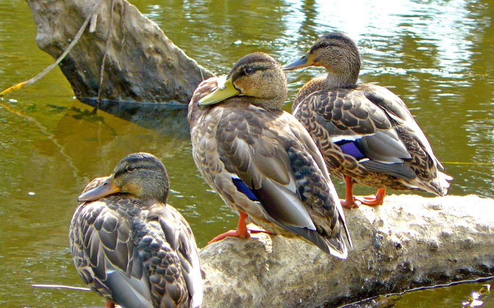 Photograph by леонид натапов