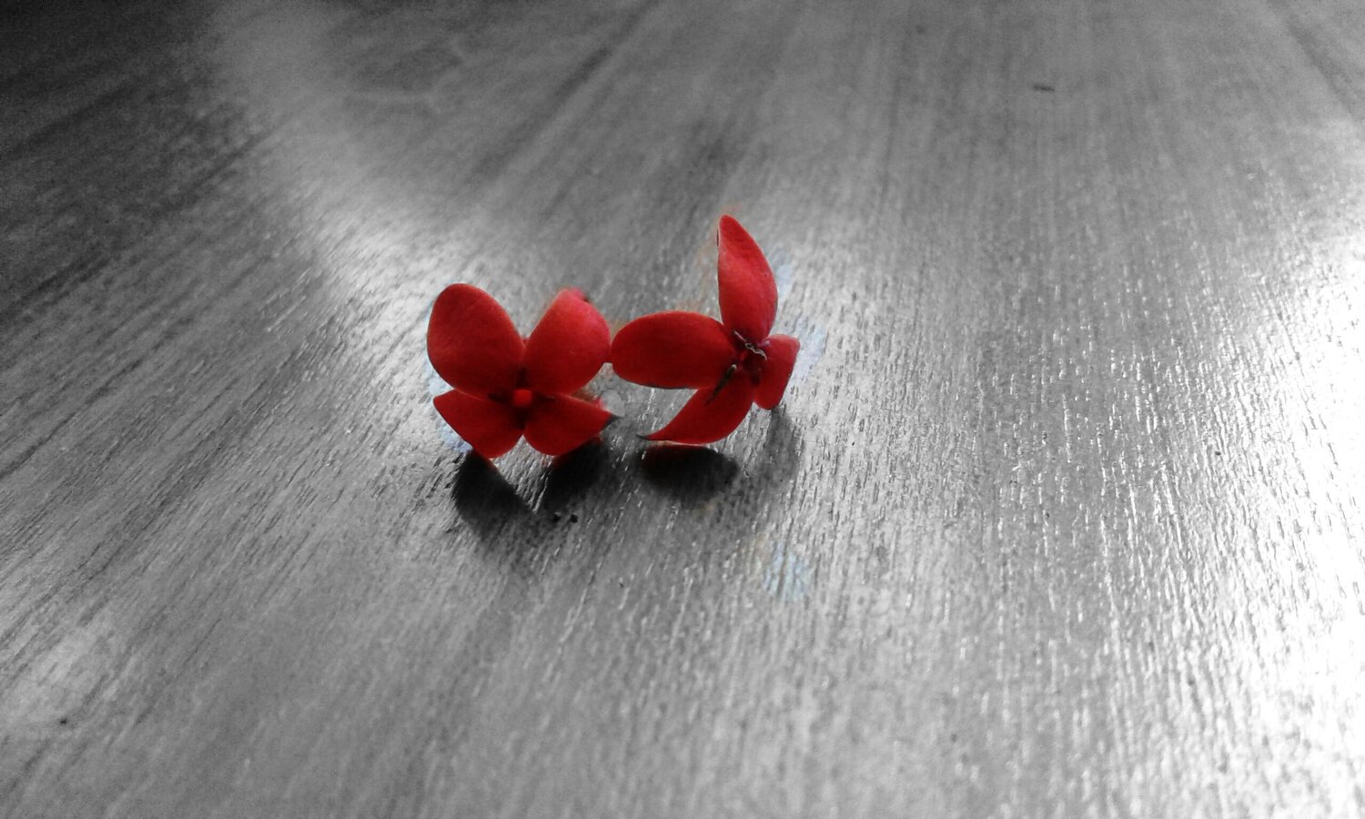 Photo #2474459