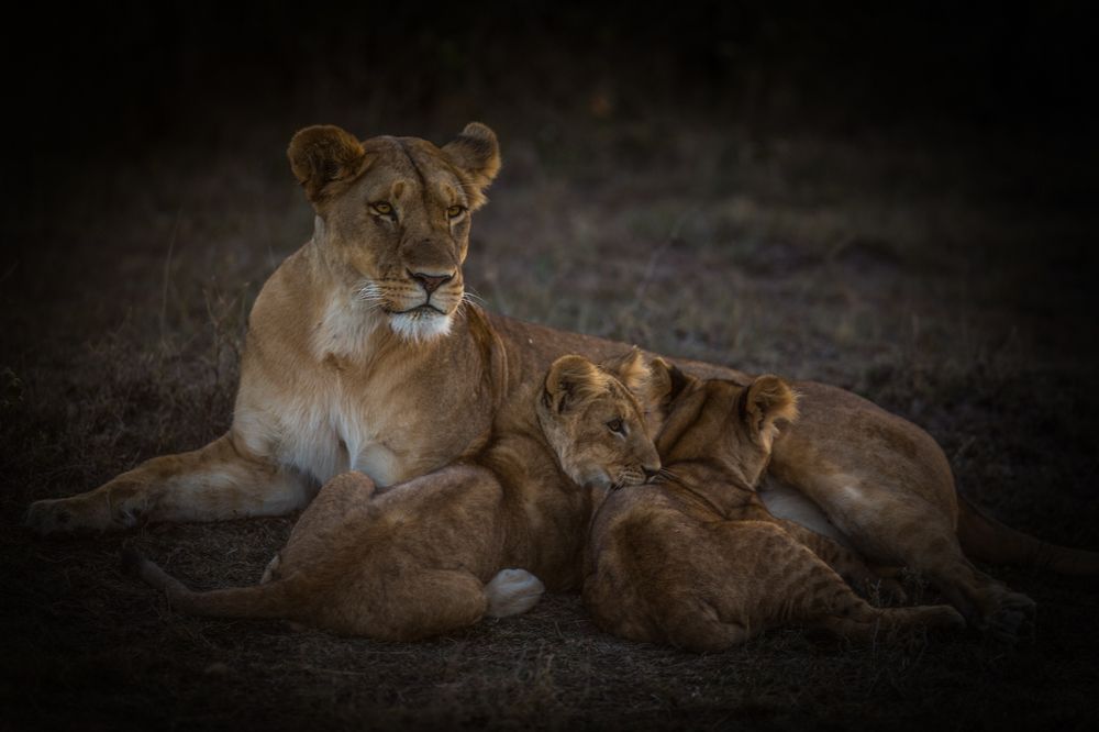 Львиная семья.