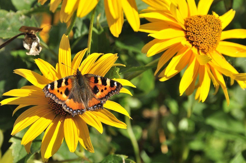 Бабочка-цветочек