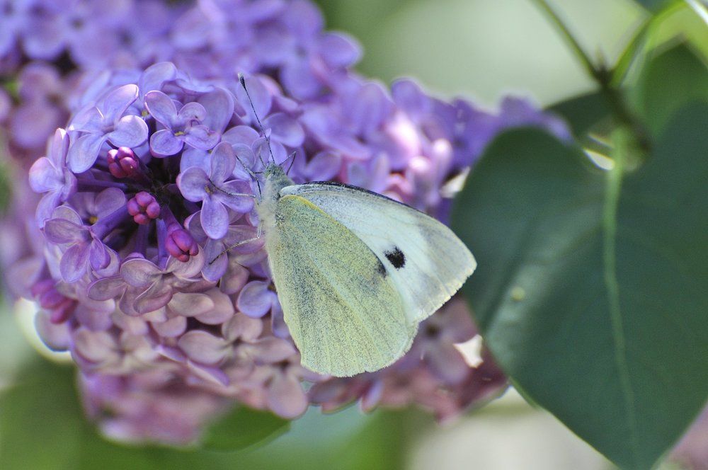 Капустница