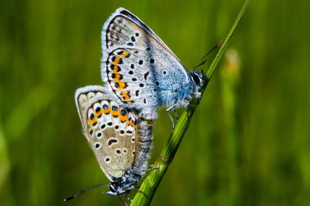 Бабочки на лугу