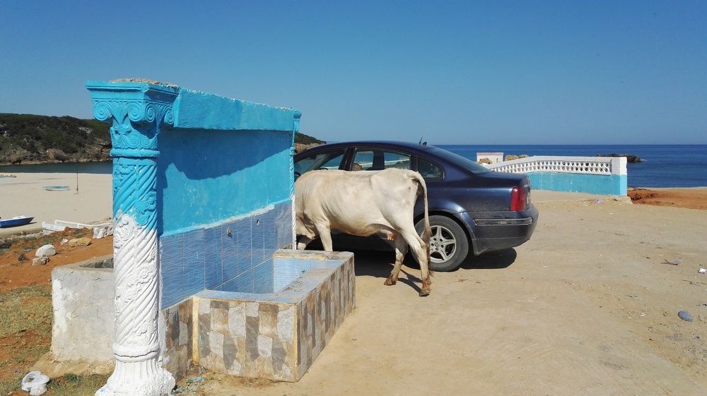 car and cow