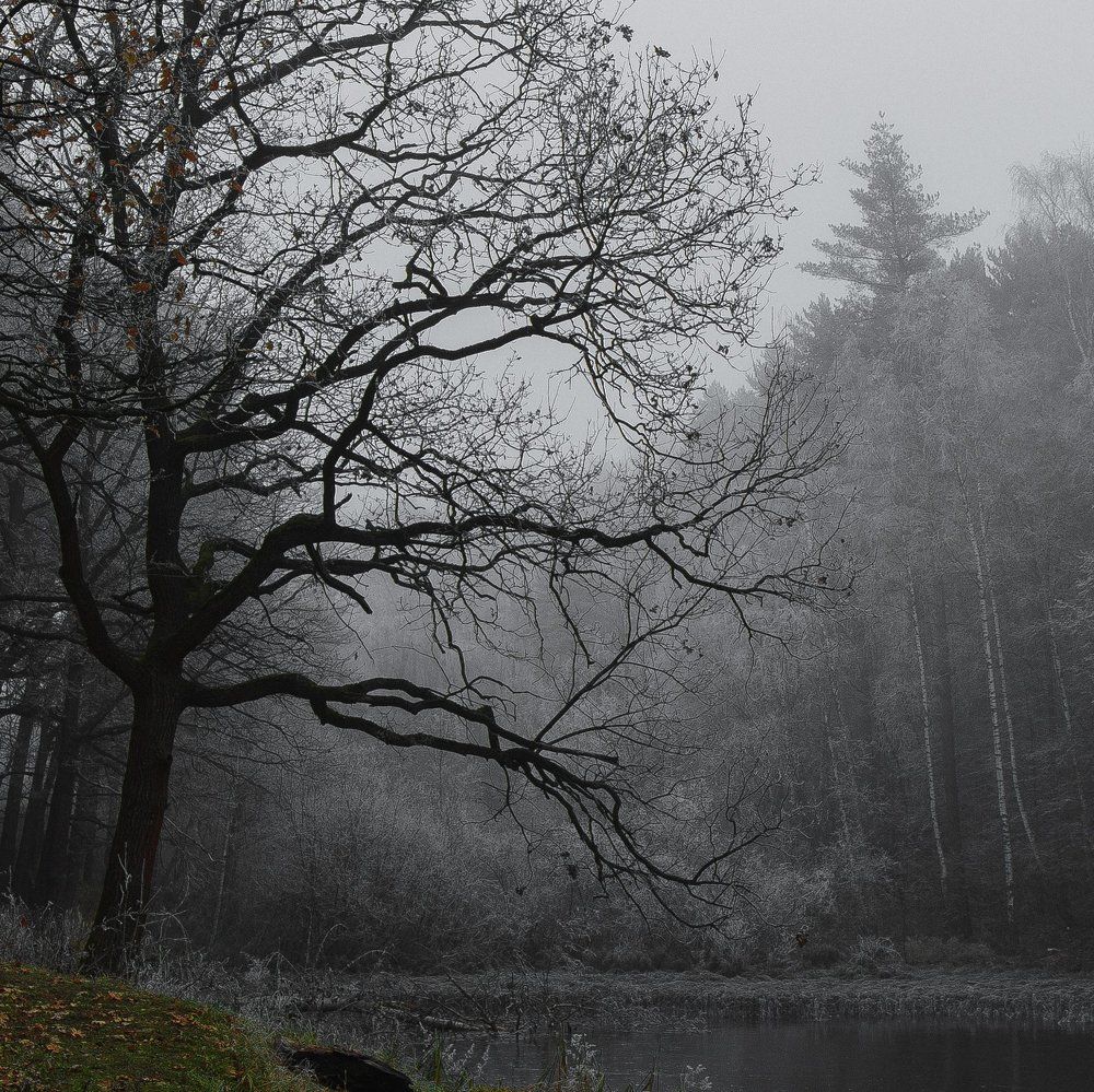 Лесное озеро, ноябрь