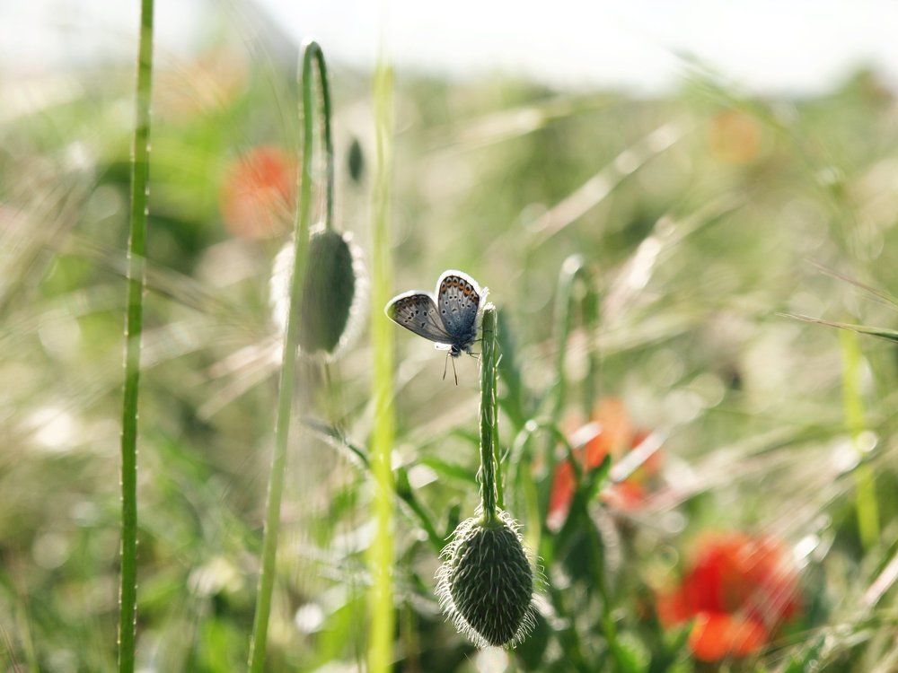 Одним весенним днем...