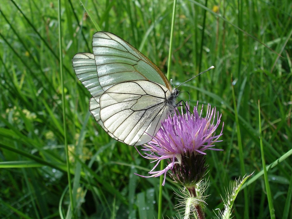 Поедим, полетим!