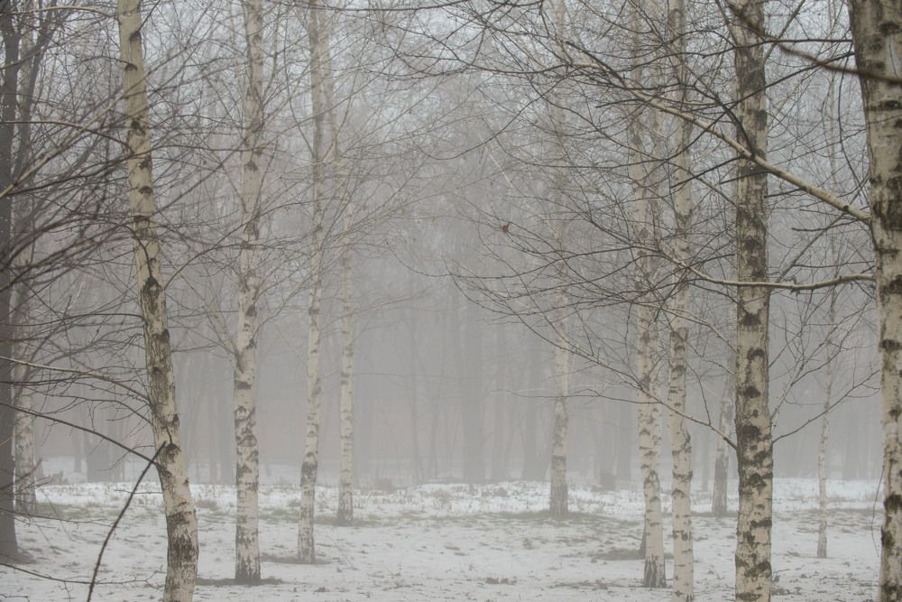 В тумане белом всё купается