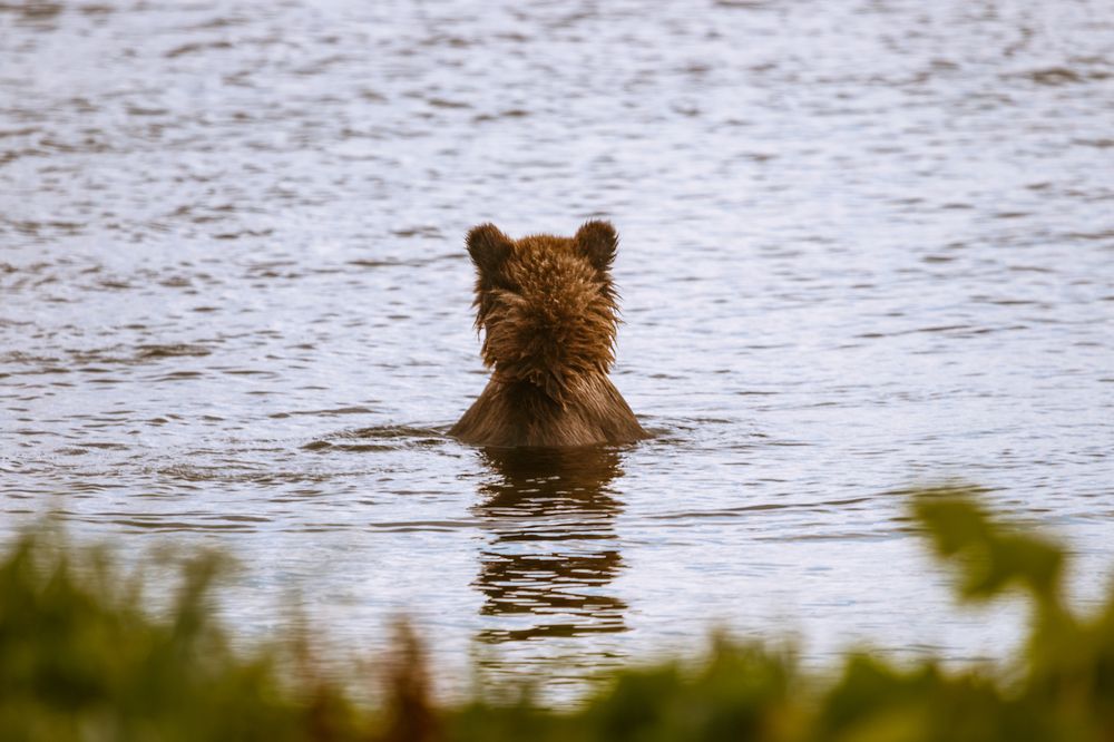 Медвежонок-Мечтатель