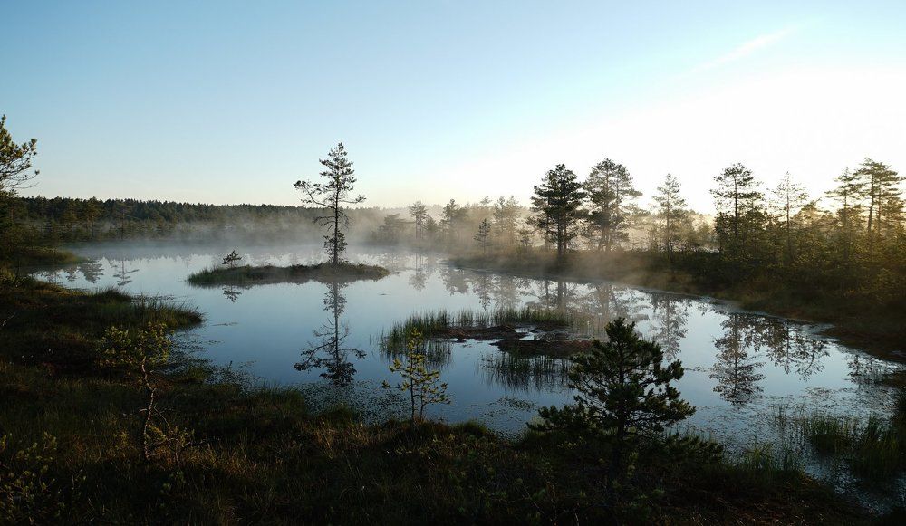 Утреннее болото