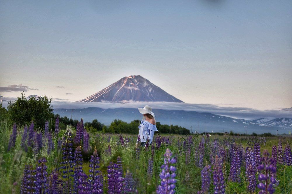 Цветение люпинов