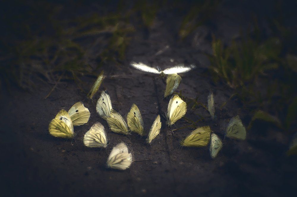 Сумрачные огоньки