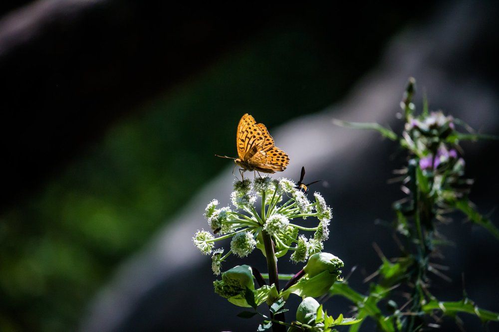 Photograph by Dimi Kotsakis