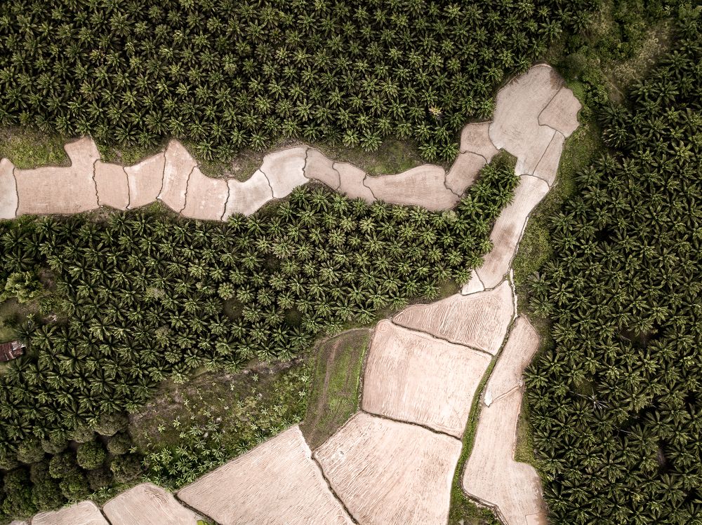 Ricefields versus Palm Trees