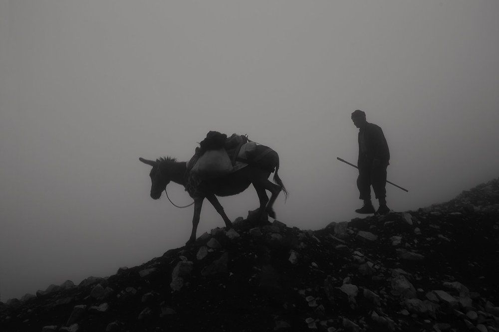 Shepherd in the fog