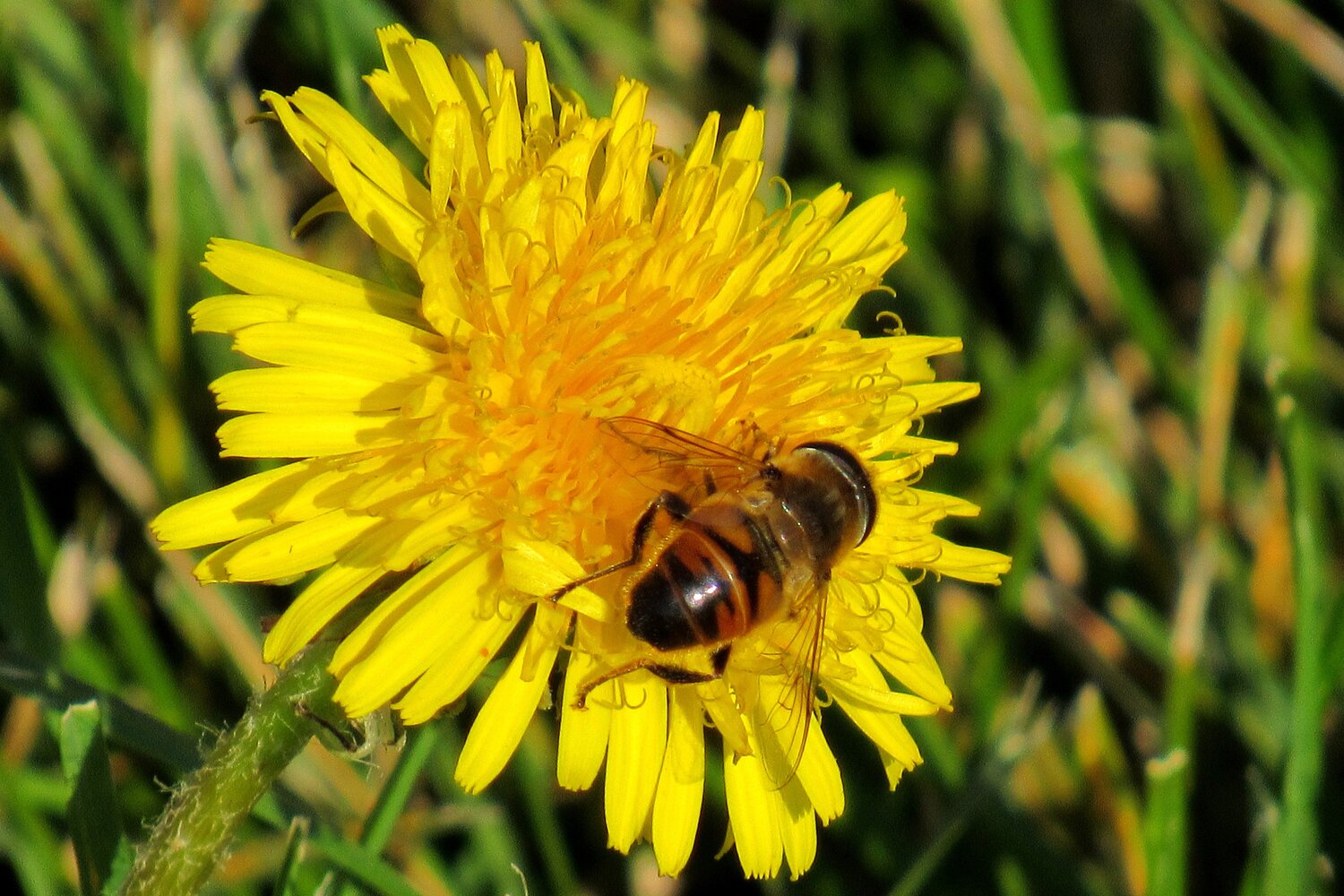 The Bee