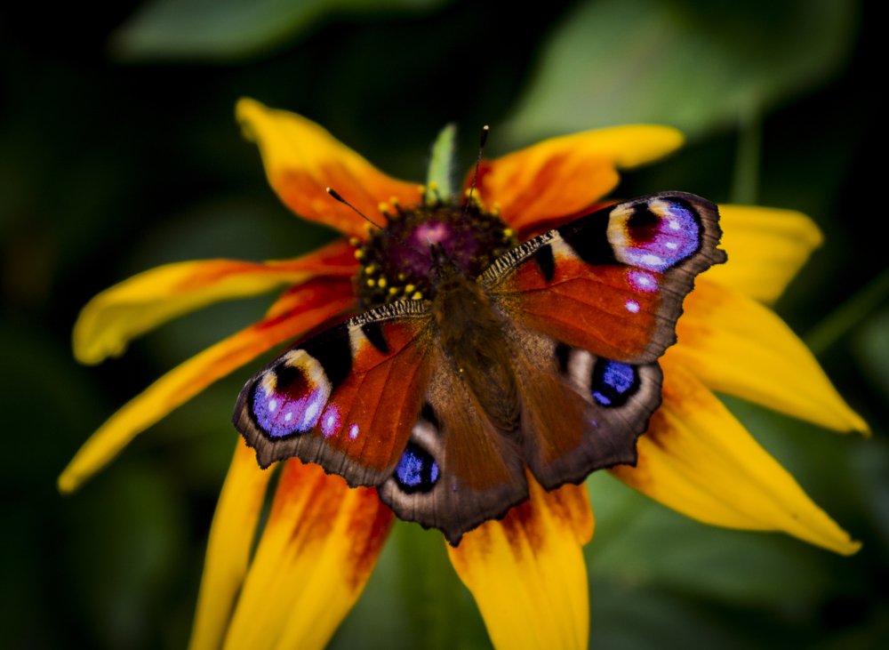 Павлиний глаз