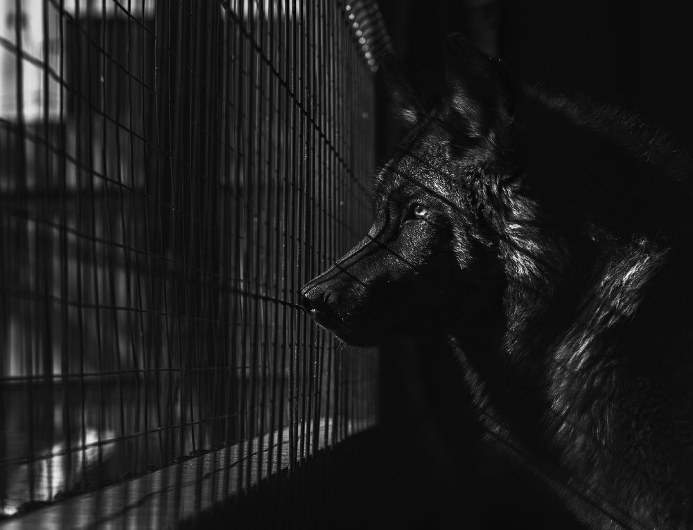 Заключенный