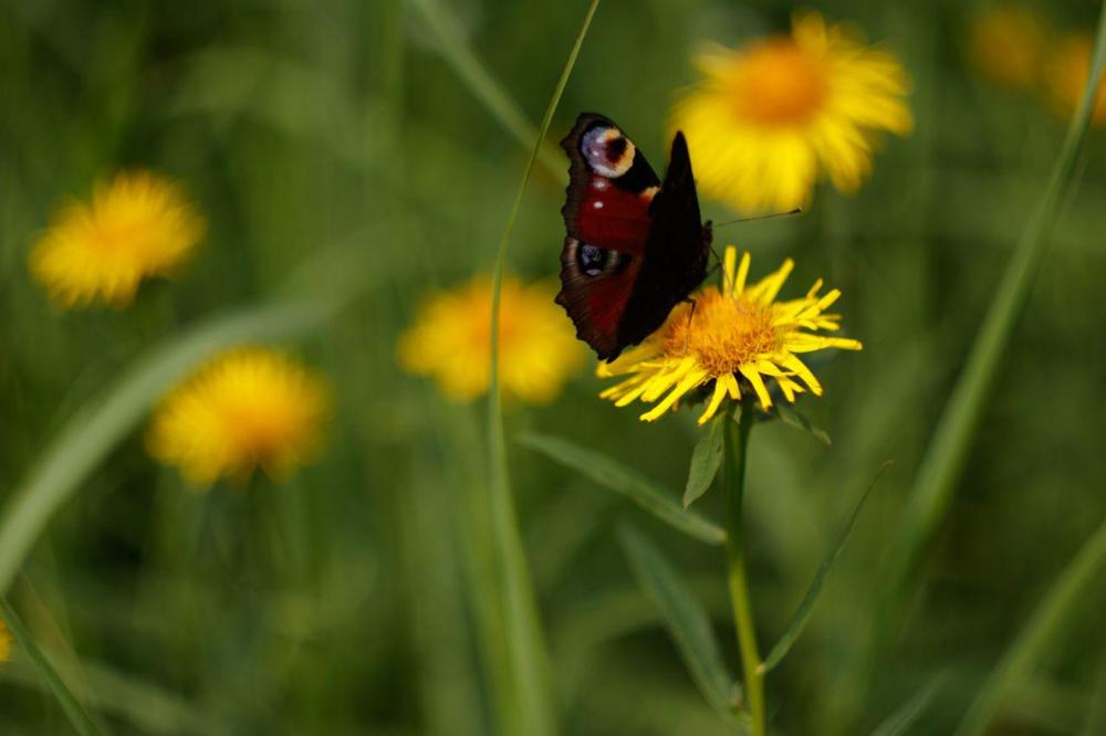 Photograph by Анна Миллер