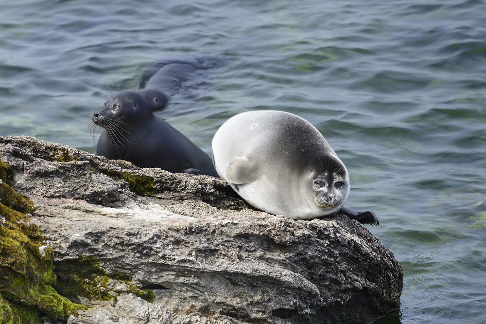 Байкальский эндемик
