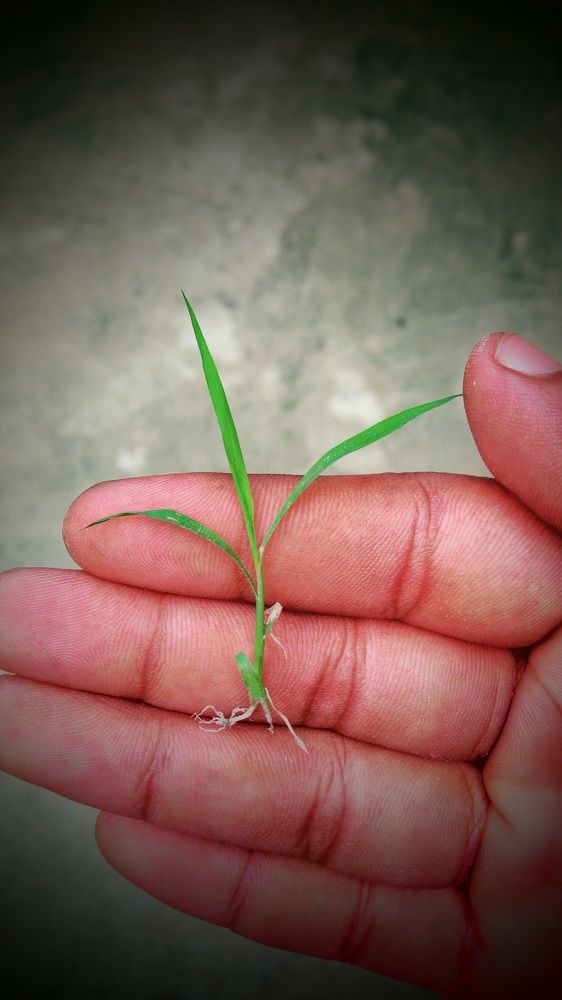 Detached life