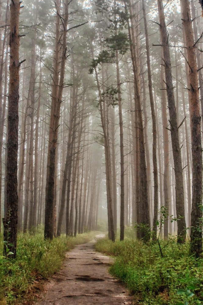 В порядке сосен..