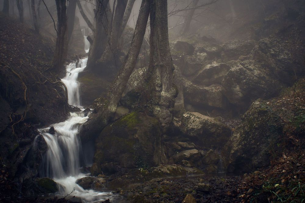 Туманный крымский лес