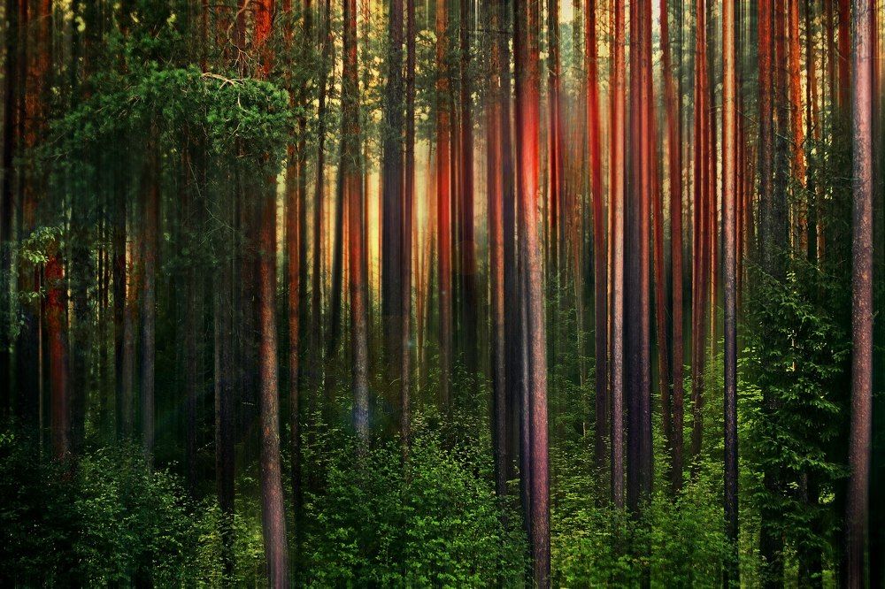 Сосновые узоры