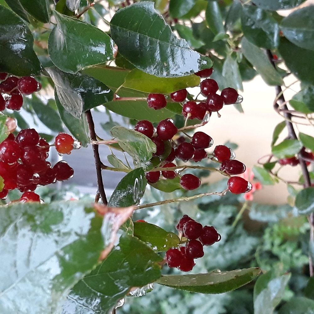 Летний дождь