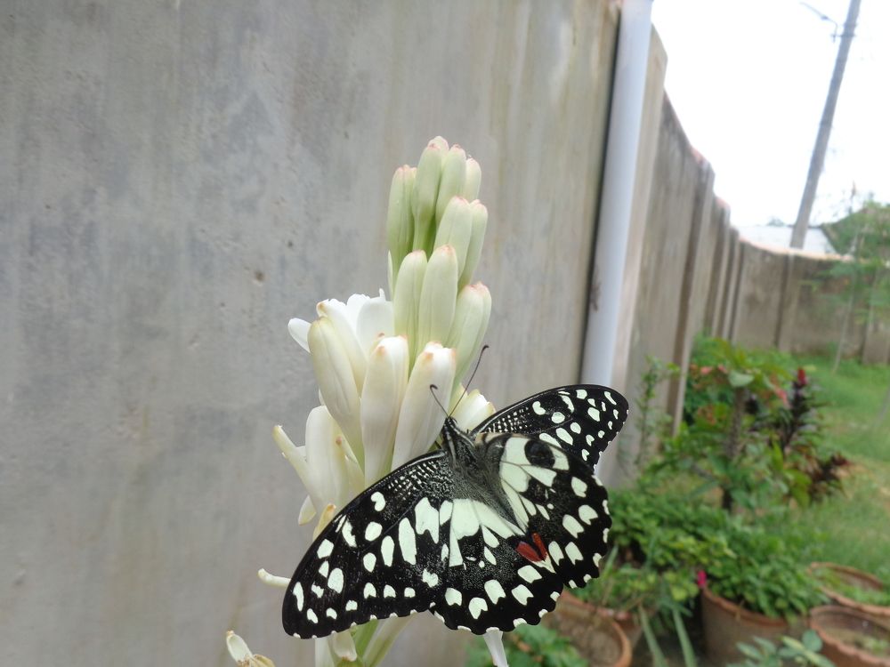 Photo #2476301