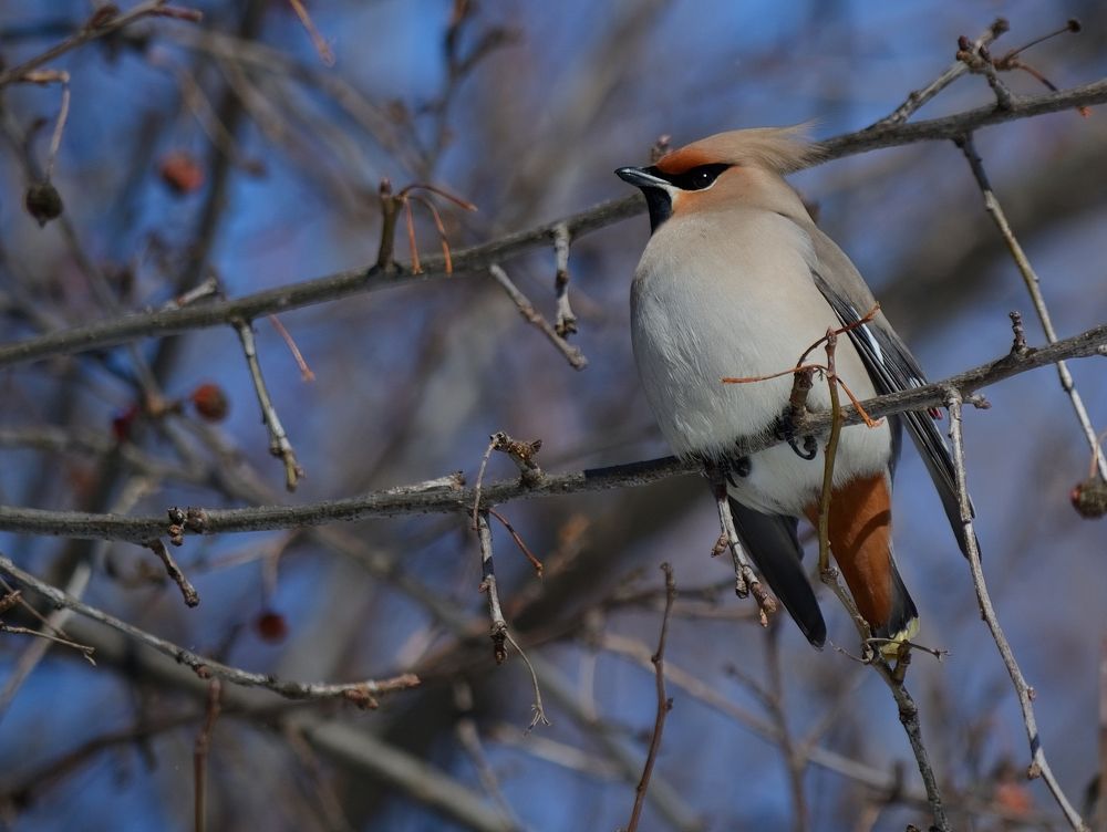 Свиристель