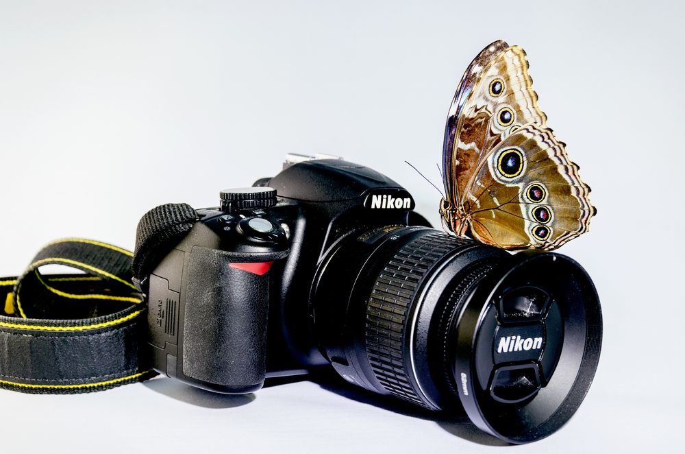 Nikon butterfly