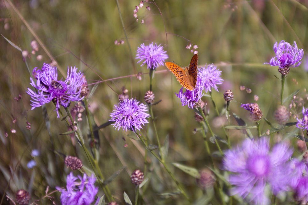 Среди цветов...