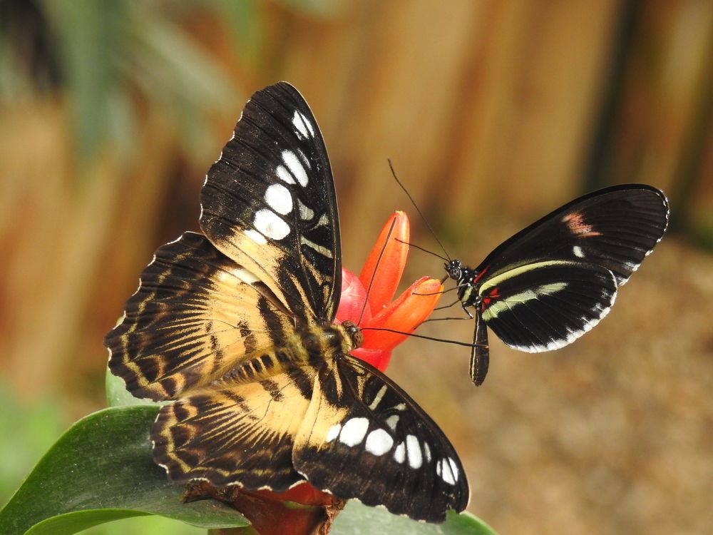 Хрупкая нежность...