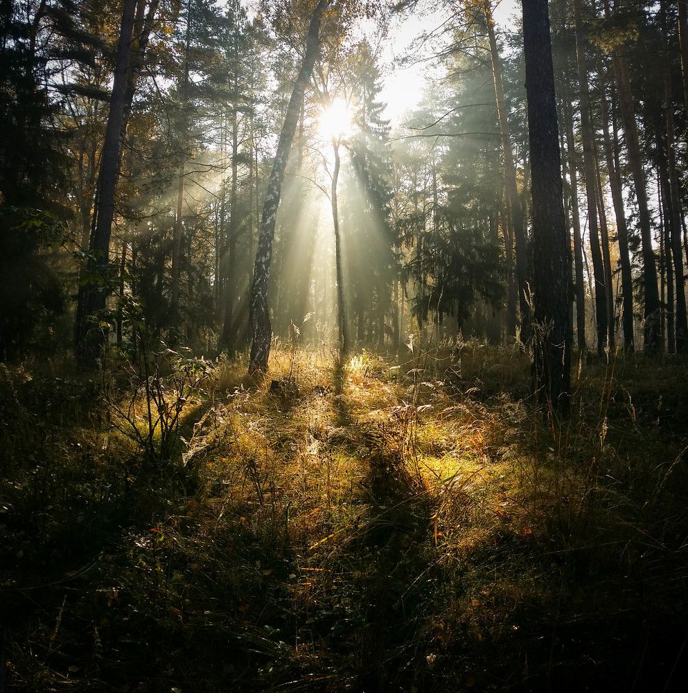 Туманное утро