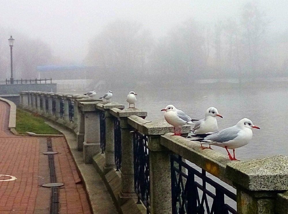 Туман.Нелетная погода.